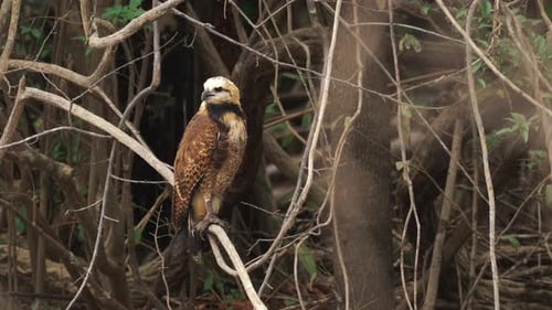 Black Collard Hawk sur une branche à la chasse