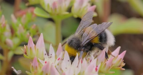 Bumblebee Pollinating a Pink Flower Close Up