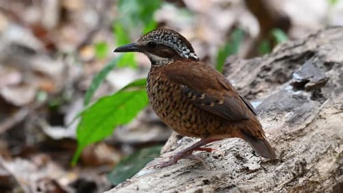 Eared Pitta, Hydrornis phayrei, Thailand; an individual found resting on a log while looking around