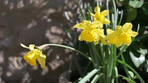 Gruppe gelber Narzissen, die sich an einem sonnigen Tag im Wind zwischen grünem Gras bewegen