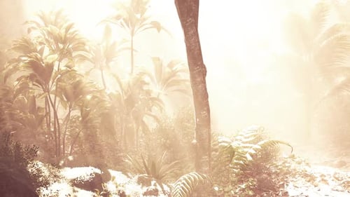 Misty Morning in a Dense Tropical Forest Illuminated By Soft Sunlight