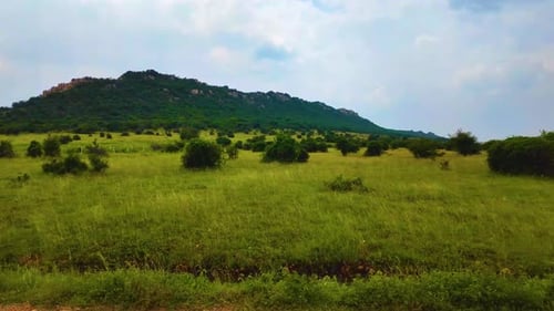 Grasses Near The Mountain