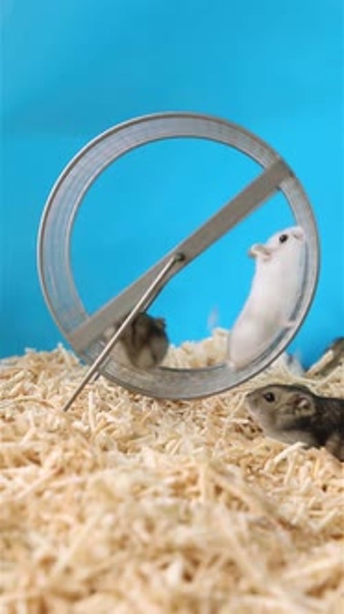 Little Hamsters Run Around the Wheel Funny Animals Ride Spinning on a Wheel