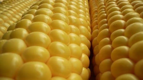 Fresh Corn 11