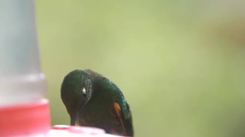 Macro, close-up of a cute Colibri drinking sugar in slow-motion