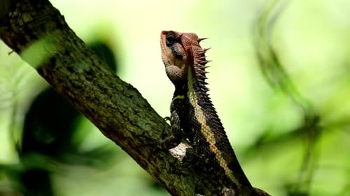 Kopf der Sonne ausgesetzt, während er sich auf einem Ast tief im Wald ausruht, Forest Garden Lizard Calotes e