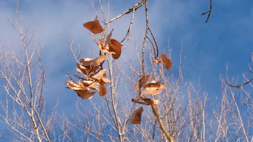 Brown autumn leaves on sunny day, blue sky and trees in background, static shot