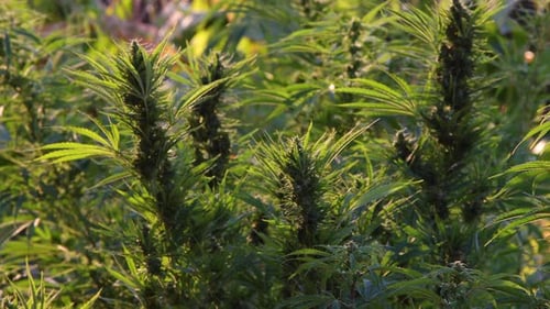 Farming of Marijuana in outdoor orchards