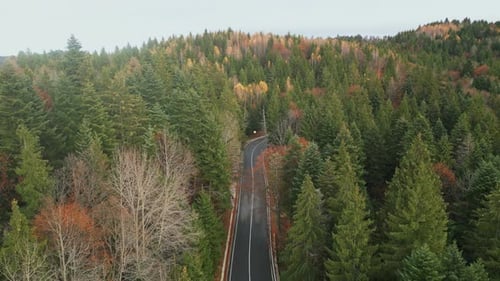 Winding Road Through Dense Autumn Forest Woods and Pine Trees