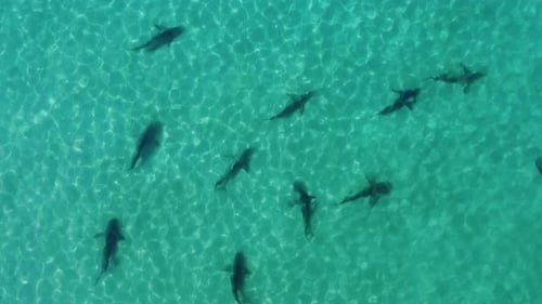 Group of dusky sharks (Carcharhinus obscurus) in shallow, turquoise sea water - cenital, aerial view