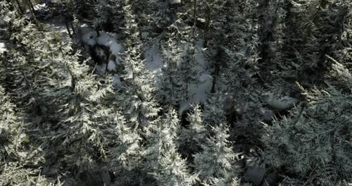 Snow Covered Forest Landscape in Winter with Tall Evergreen Trees