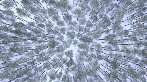 Aerial drone flying over snow covered pine tree forest in winter