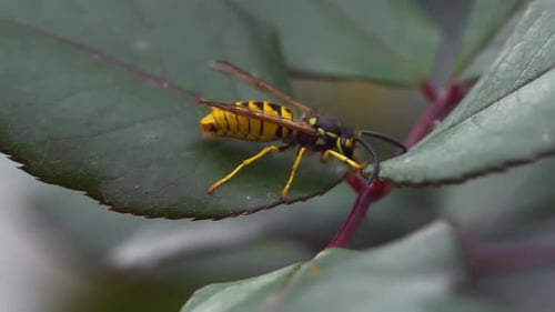 Queen Bee on Leaf 2K