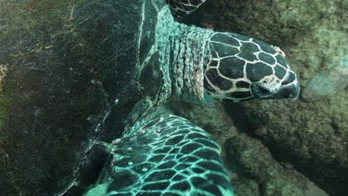 Detailed close-up look at a Hawksbill turtles head as it swims calmly over a tropical ocean reef. Na