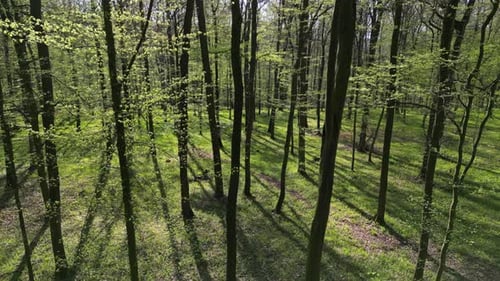 Moving in Spring Forest with Sunshine