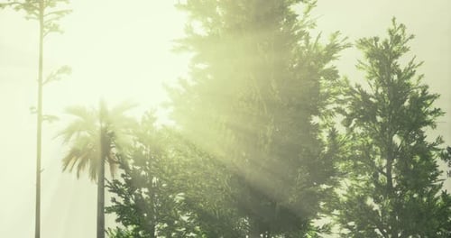 Rayons de soleil brillants filtrant à travers des arbres luxuriants dans un paysage serein