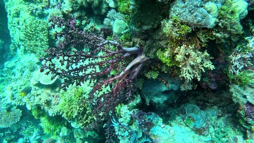 Soft coral tree grows from an outcrop on a coral reef.