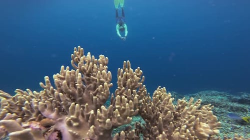 Underwater shot of a snorkeler with bright yellow fins diving down toward a coral reef.