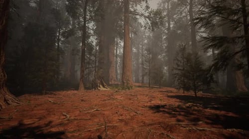A Dense Forest with Towering Trees