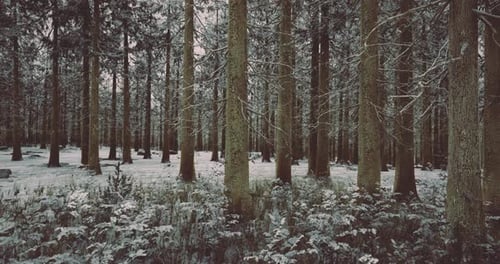 Winter Wonderland Unfolds Beneath the Tall Pine Trees in a Serene Forest
