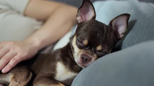 Cute Chihuahua Dog Relaxing with its Owner
