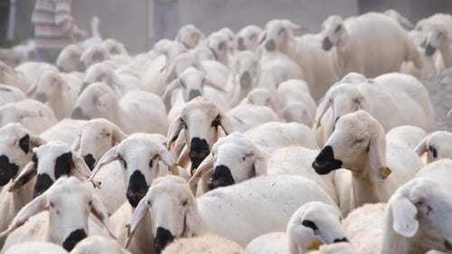 Flock Of Sheep 8