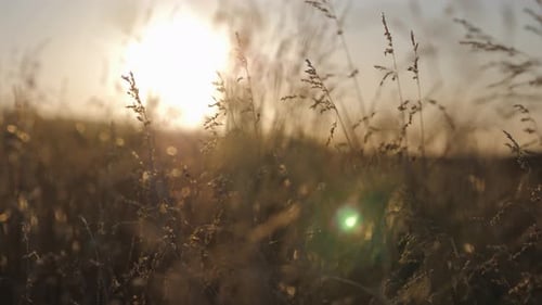 Static shot of a beautiful sunset over long grass fields of New Zealand with gentle breeze on a warm