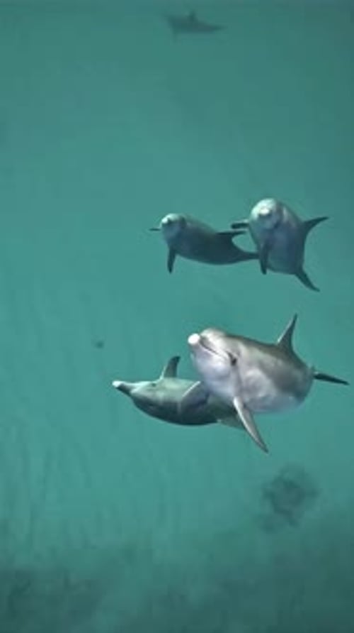 Dolphins swimming together in the ocean
