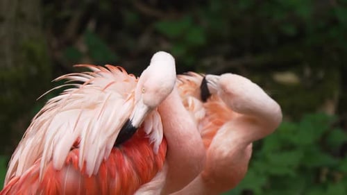 Flamingo Preening Feathers with Delicate Movements Pink Bird Showcasing Vibrant Plumage in Peaceful
