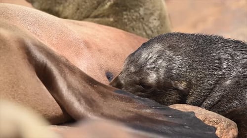 Sea Lion Pup Nursing from Mother