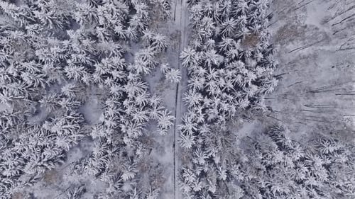 Luftbild einer kleinen Straße und eines weißen Waldes im Winter.