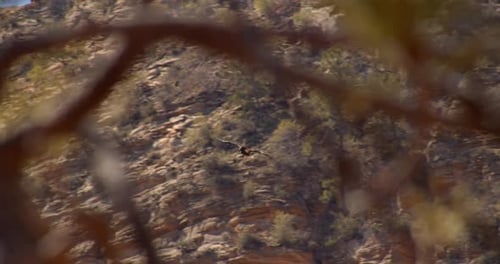 Rare California Condor Flying Through Desert Canyon