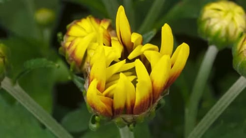 Time-Lapse of Beautiful Yellow Mum Flower Blooming