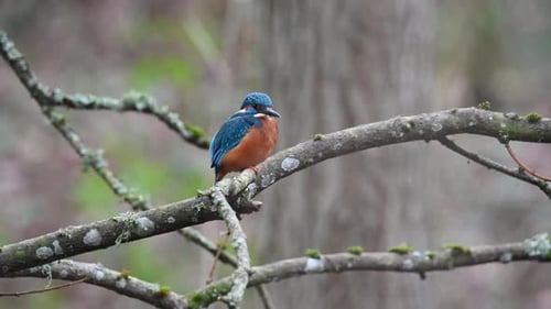 Beautiful male kingfisher Alcedo atthis perched on a branch hunting for fish