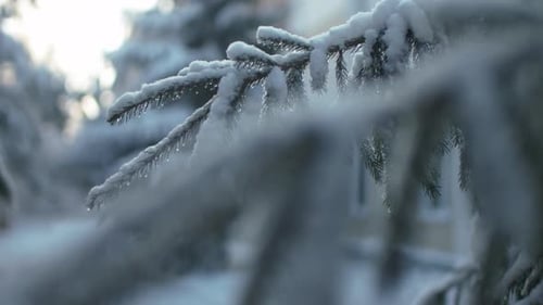 Ein sonniger Tag in einem Wintertannenwald