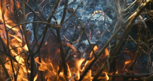 Waldbrand in Nahaufnahme. Die Zweige der Sträucher und Bäume brennen und rauchen. Waldbrände verursacht