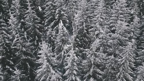 Aerial Winter Forest