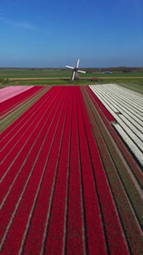 Aerial view of Bovenmolen G windmill and blooming tulip fields, Netherlands.
