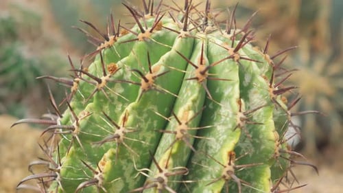 Garden of Cacti at the Exhibition Many Different Cacti in the Greenhouse Exhibition of an Exotic