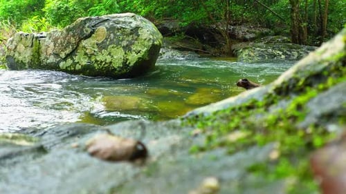 Erleben Sie den epischen, fantastischen Bach, der in einer üppigen Vegetation versteckt ist.