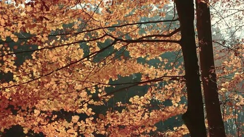 Wide shot of an autumn leaf gently falling, surrounded by a forest of colorful trees, highlighting t