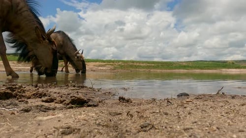 Wildebeest Herd Drinking at Watering Hole in Africa