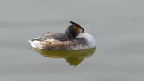Great Crested Grebe