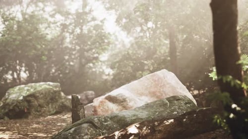 Sunlit Forest Nature Scene Panning Through Mist