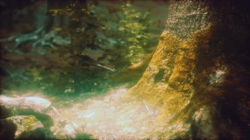 Forest Landscape with Old Massive Trees and Mossy Stones