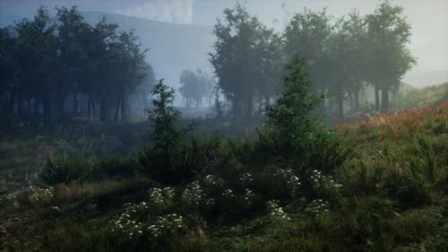 Mystischer Wald mit Nebel und Licht hinter Bäumen