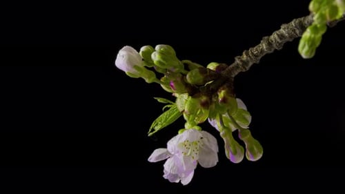 Closeup of branch with apple blossoms