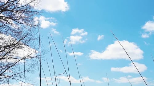 Beautiful wind blowing on the long grass with clouds and blue sky day