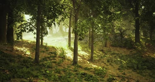 Sunlight Filters Through Trees in a Serene Forest Setting During Morning Hours
