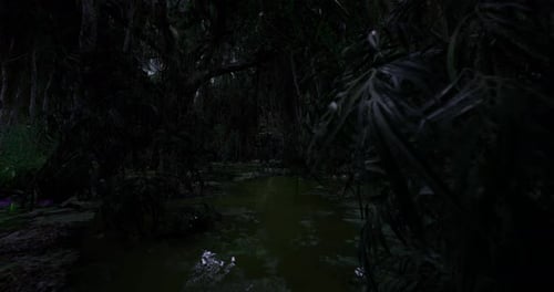 Eerie Dark Jungle Swamp Environment Animation